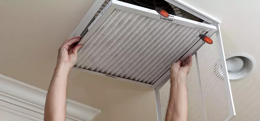 Our Insect Removal from Air Ducts Services in Palm River-Clair Mel, FL