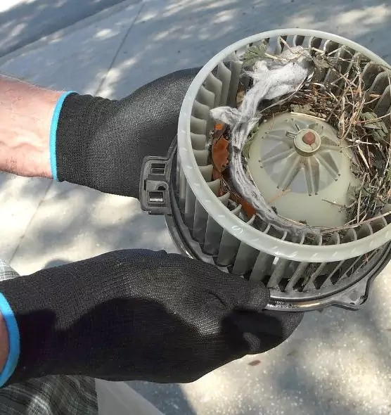 About Air Duct Rat Removal in Palm River-Clair Mel, FL